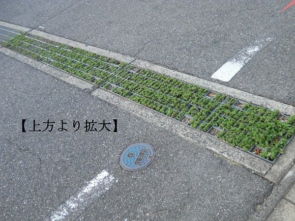FixMyStreet Japan 半田市排水溝の金属蓋騒音と雑草プランター化に加え段差の危険