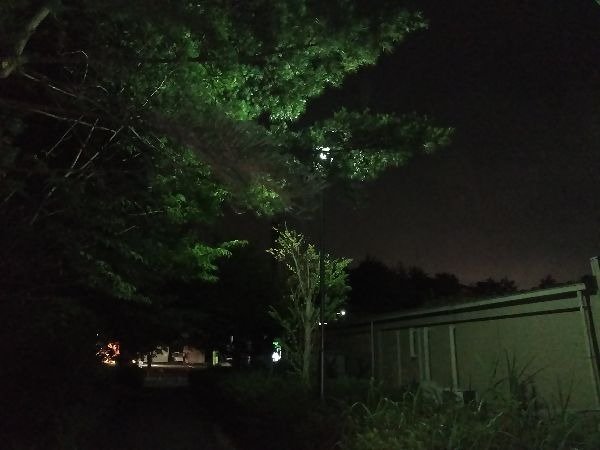 木が生い茂り、街路灯が隠れている。before2