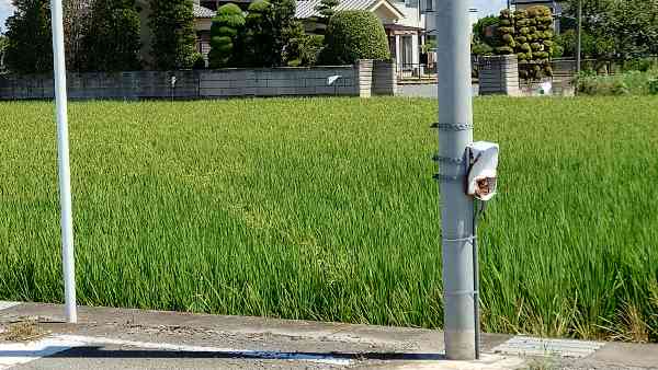 街灯の影響で稲の成長が不揃いになるbefore2