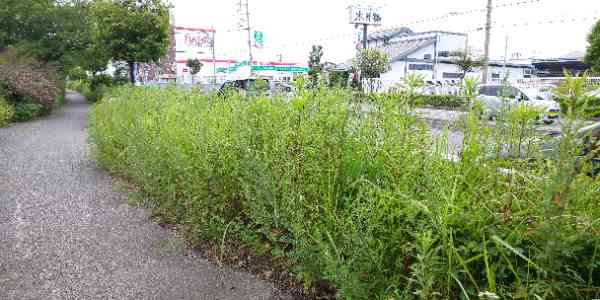 神戸川沿いの草を刈ってください。before3