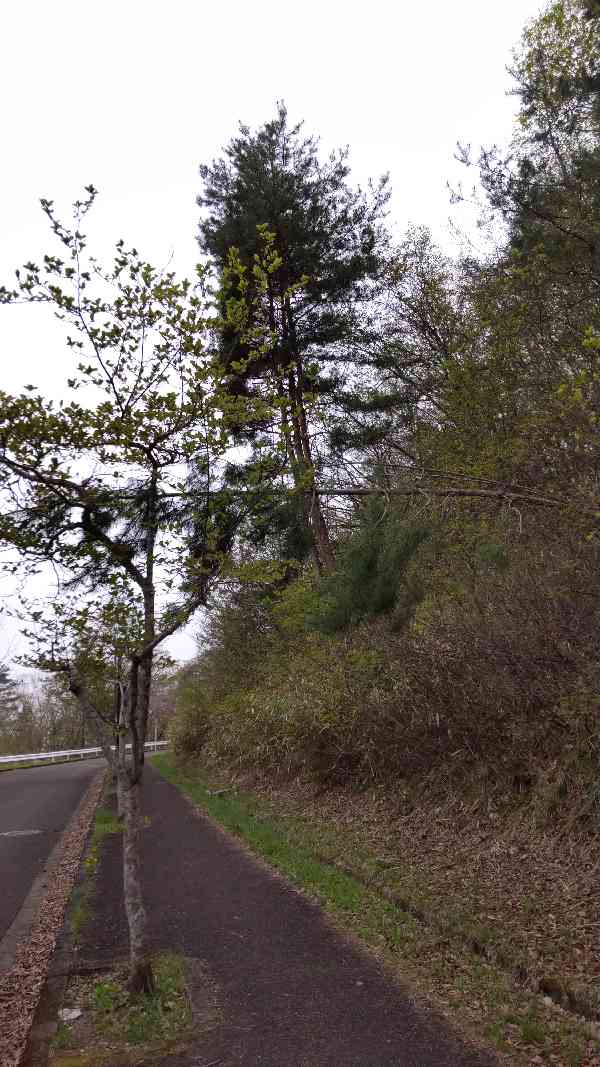 杉の木が歩道に倒れ掛かっているbefore3
