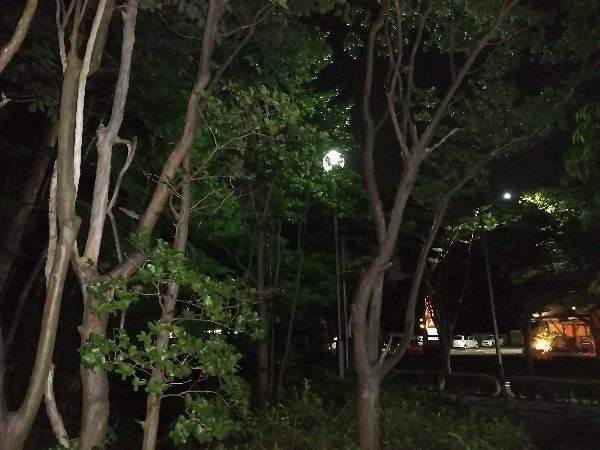 木が生い茂り、街路灯が隠れている。before