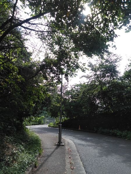 街路灯が樹木で覆われているbefore