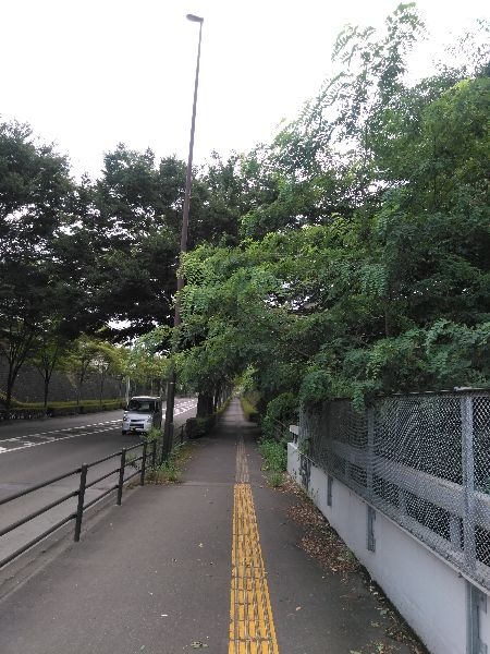 歩道に木が覆い被さっている。蔦が歩道を塞いでいる。before