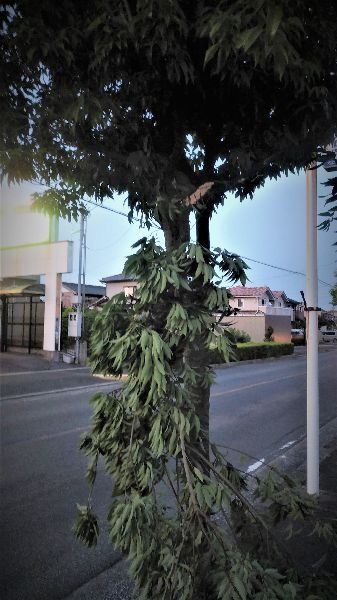 街路樹の枝折れbefore