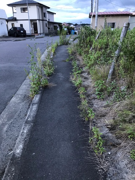 歩道の草before