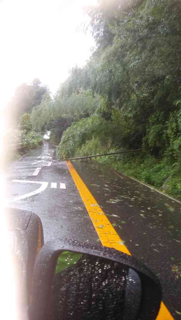 竹が倒れて県道をふさいでいる。又、がけが崩れている。before