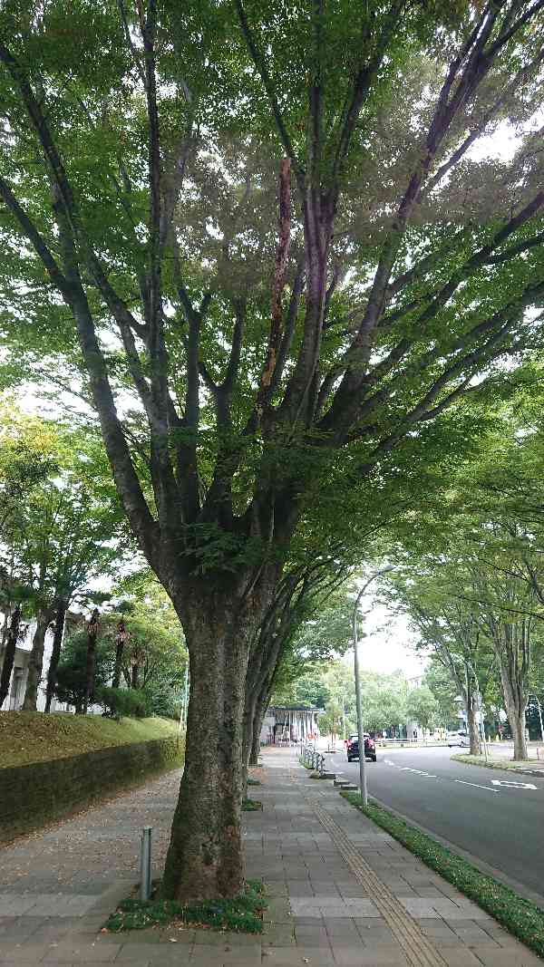 街路樹の大きめな枝が枯れているbefore