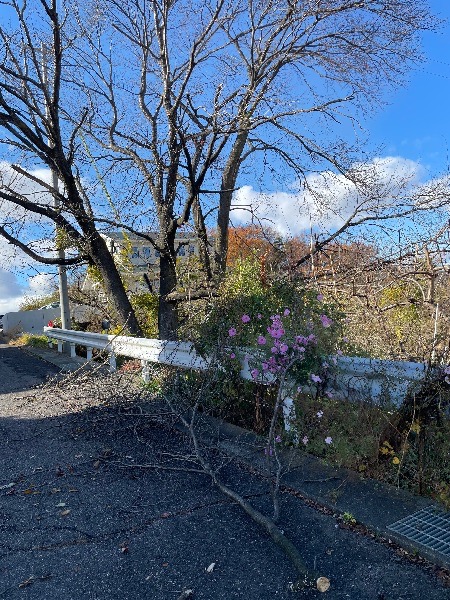 道路脇の桜の木　枯れていて枝が落下してますbefore